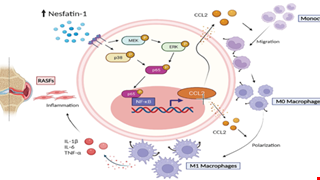 Nesfatin-1 Stimulates CCL2-dependent Monocyte Migration And M1 Macrophage Polarization: Implications For Rheumatoid Arthritis Therapy img