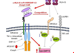 Targeting human leukocyte antigen G with chimeric antigen receptors of natural killer cells convert immunosuppression to ablate solid tumors.