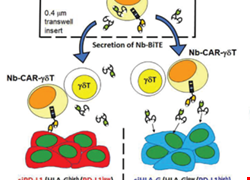  BiTE-Secreting CAR-γδT as a Dual Targeting Strategy for the Treatment of Solid Tumors