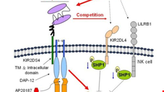 Targeting human leukocyte antigen G with chimeric antigen receptors of natural killer cells convert immunosuppression to ablate solid tumors