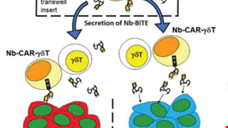 BiTE-Secreting CAR-γδT as a Dual Targeting Strategy for the Treatment of Solid Tumors
